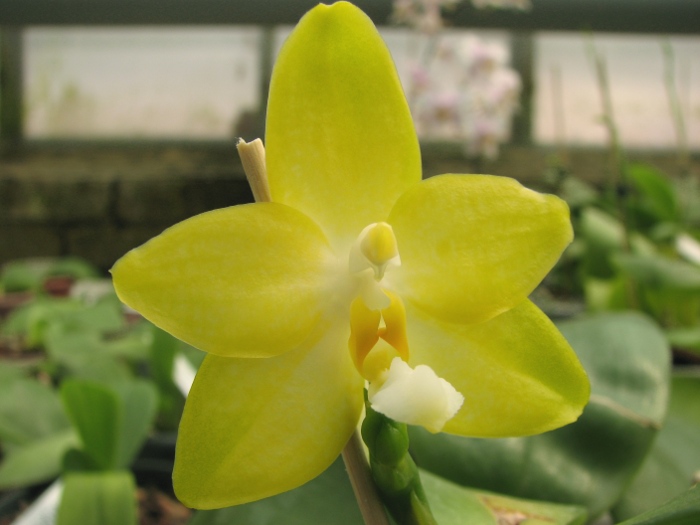 Phalaenopsis Tsay's Evergreen.JPG