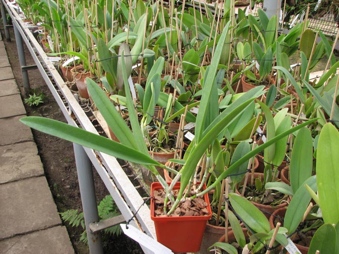 Brassocattleya Saint Andre (Cattleya dowiana aurea x Brassavola nodosa).jpg