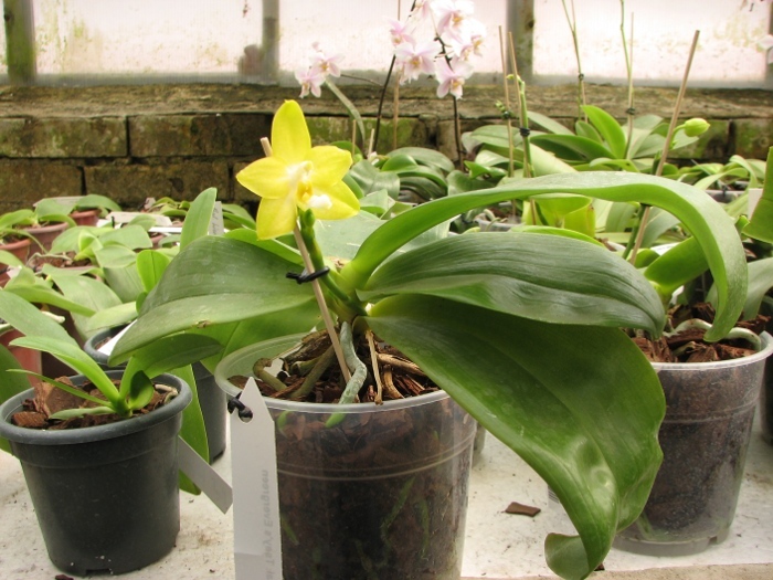 Phalaenopsis Tsay's Evergreen.JPG