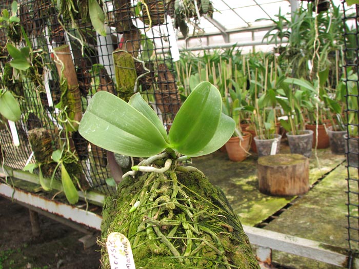 Phalaenopsis lueddemanniana.jpg