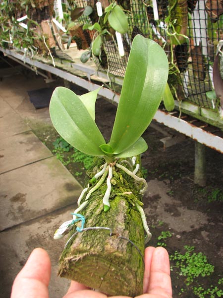 Phalaenopsis lueddemanniana var deltonii.jpg
