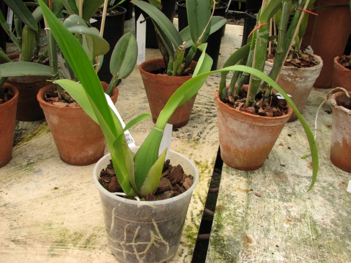 Brassia Enteral Wind 'Summer Dream'.JPG