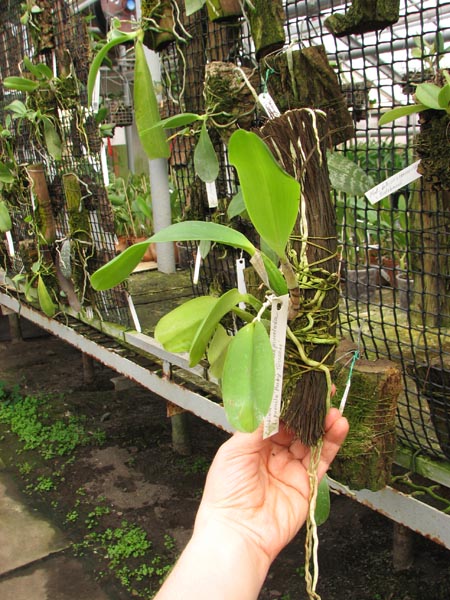 Cattleya labiata rubra integra-orlata-pincelada x Laelia pumila 'Ruby Queen'.jpg