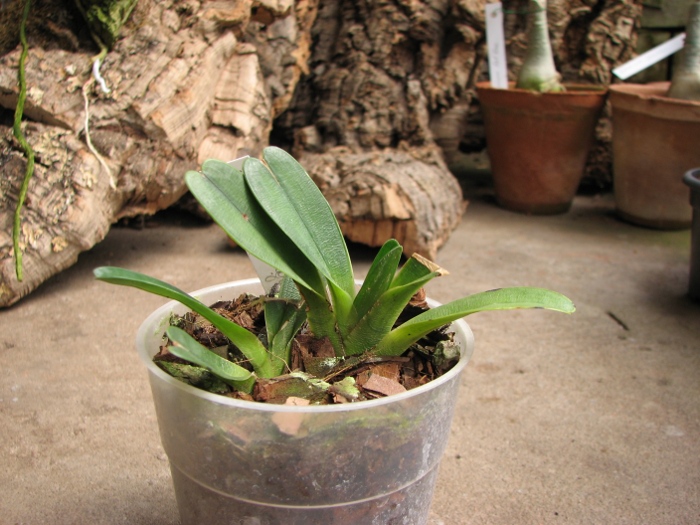 Angraecum magdalenae.JPG