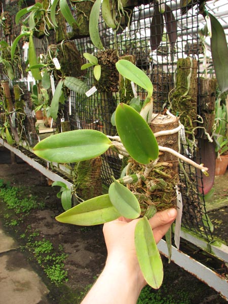 Cattleya walkeriana.jpg