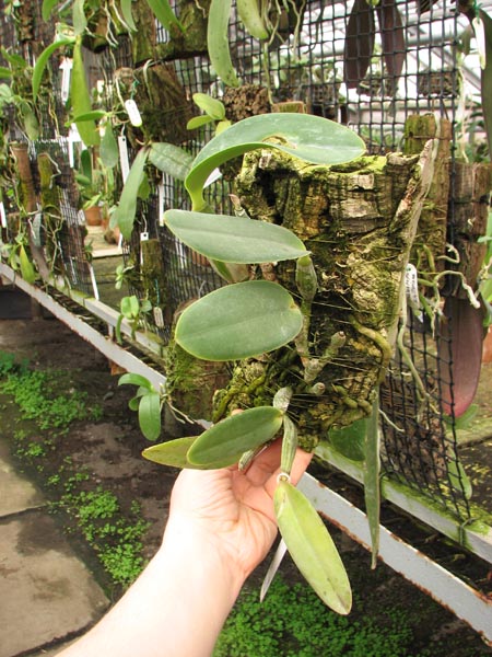 Cattleya walkeriana var princeps.jpg