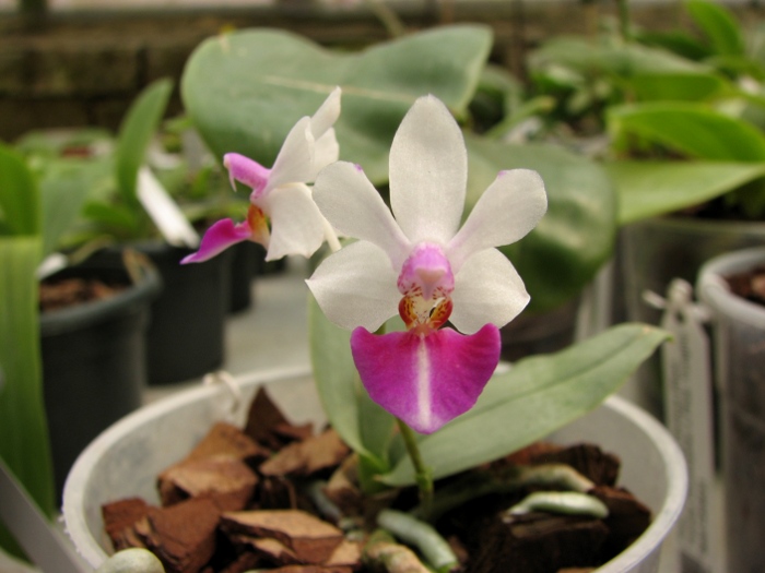 Doritaenopsis Meidarland Annaberry 'Meidarland'.JPG