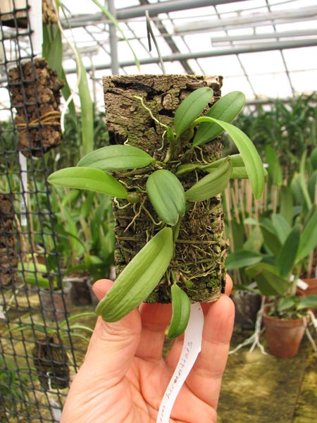 Bulbophyllum hirundinis.jpg