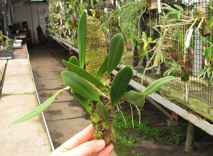 Bulbophyllum saltatorium.jpg