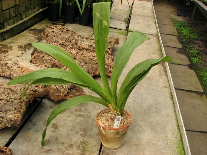 Huntleya wallisii.JPG