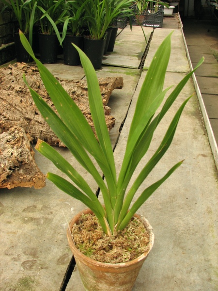 Huntleya burtii.JPG