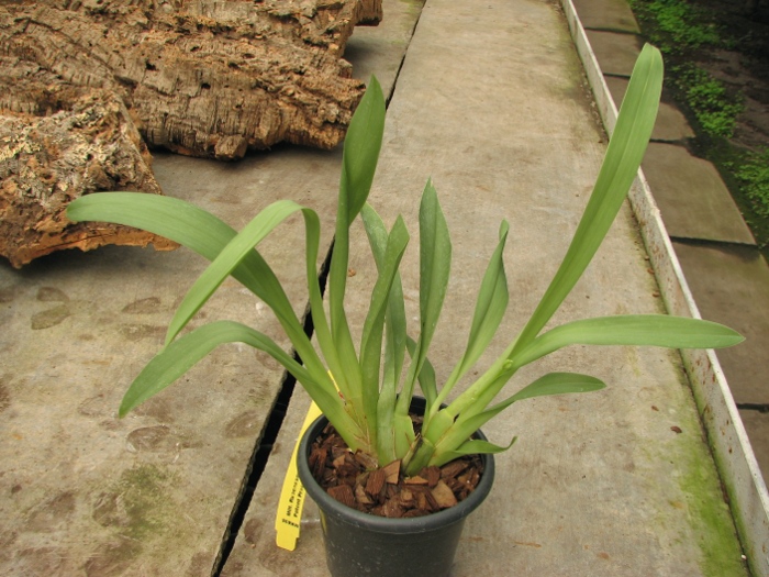 Miltonia Rubenesque 'Karismic Kay'.JPG