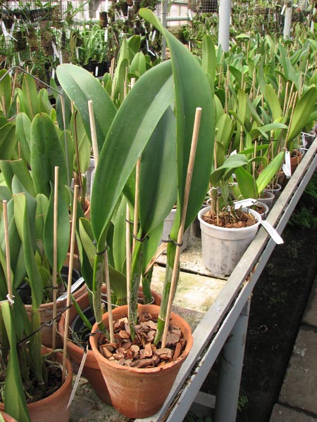 Rhyncholaeliocattleya Ta-Shiang Yellow Dragon 'Puti Gold' (Prada Green Nation x Shinfong Luohyang).jpg