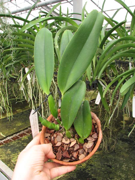 Rhyncholaeliocattleya Always Dream 'Volcano Queen' (Lucky Man x Hawaiian Ovation).jpg