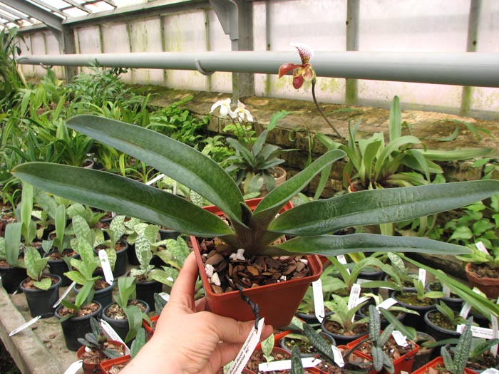 Paphiopedilum Susan Booth 'In-Charm' x Paphiopedilum vietnanmense '#2'.jpg