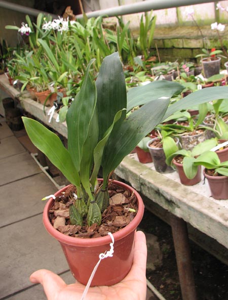 Bifrenaria harrisoniae.jpg
