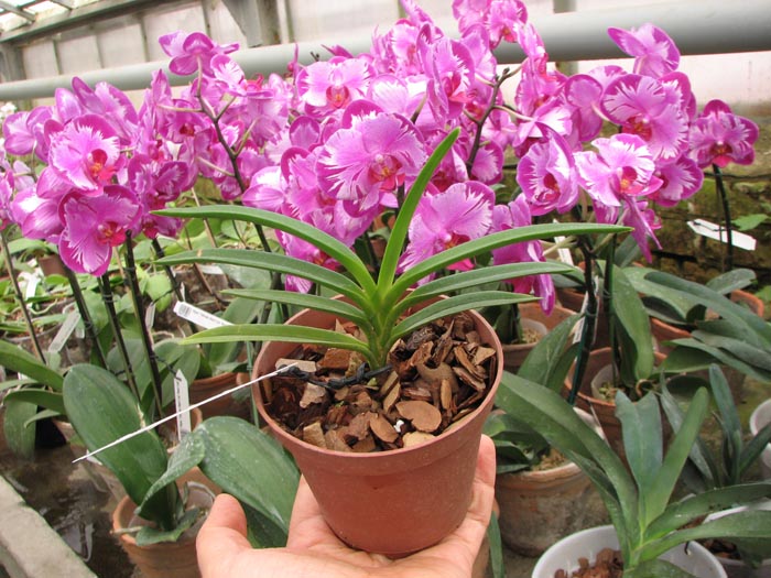 Neostylis Lou Sneary 'Taka'.jpg