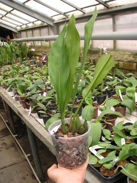 Dendrochilum magnum.jpg