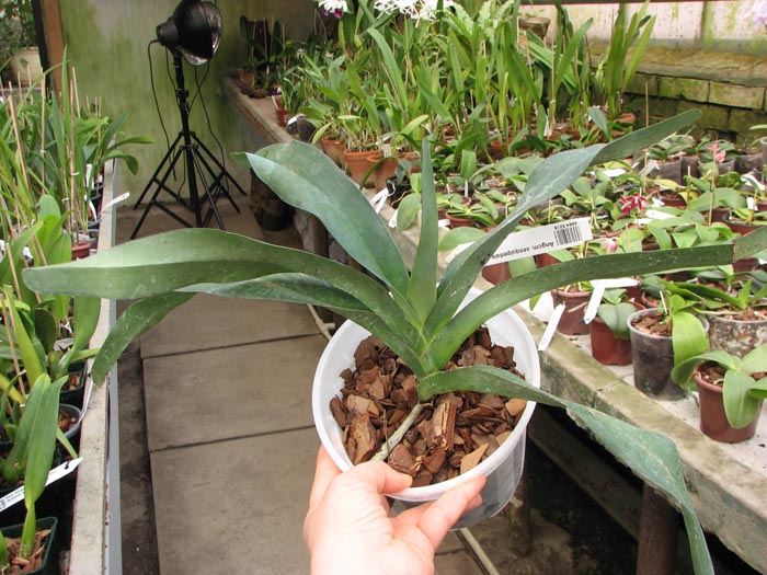 Angraecum sesquipedale.jpg