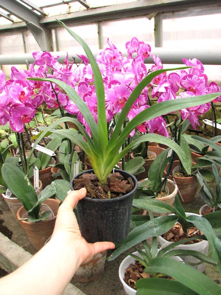 Angraecum longicalcar x sesquipedale.jpg