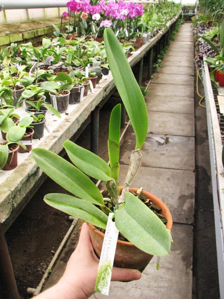 Laelia tenebrosa 'Fumacina Fujita' x Laelia tenebrosa extra XXX.jpg