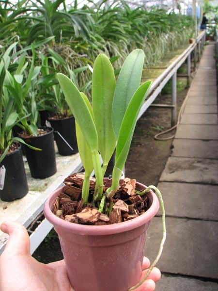 Brassavola glauca x SELF.jpg