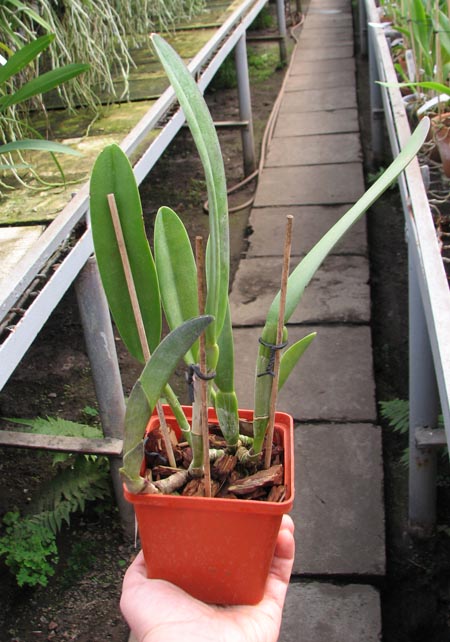 Rhyncholaelia digbyana.jpg