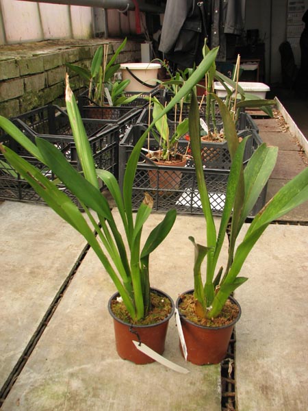 Odontoglossum crispum.jpg