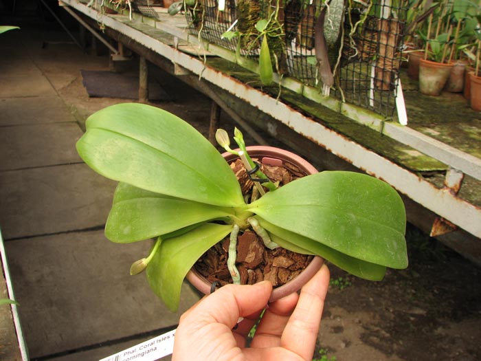 Phalaenopsis Coral Isles x Phalaenopsis corningiana.jpg