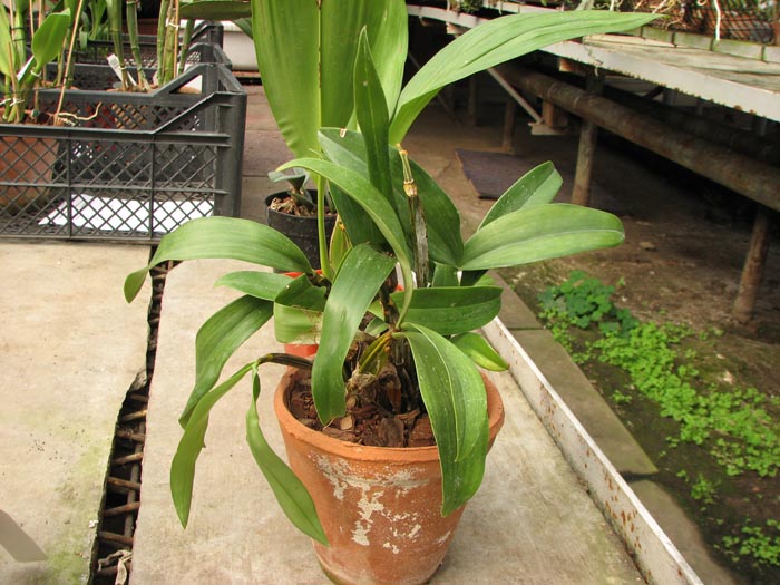 Dendrobium farmeri.JPG