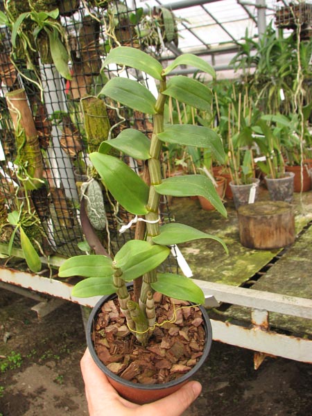Dendrobium draconis.jpg