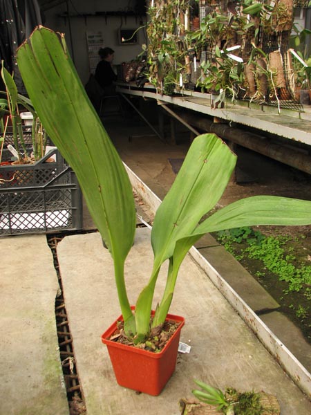 Maxillaria striata.jpg