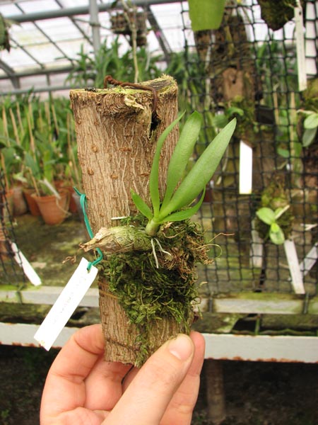 Dendrobium peguanum.jpg