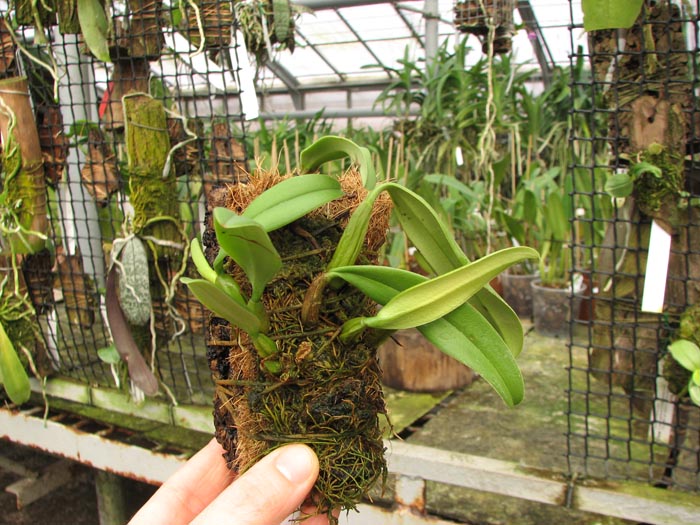 Bulbophyllum fascinator.jpg