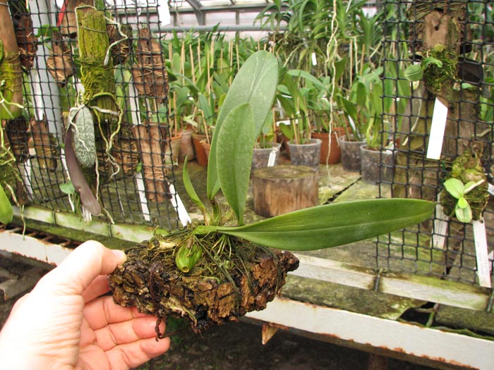 Bulbophyllum patens.jpg