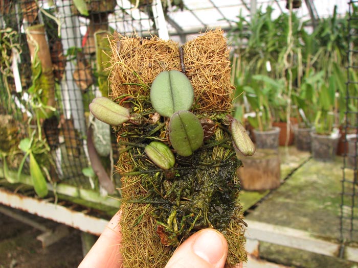 Bulbophyllum purpurascens.jpg
