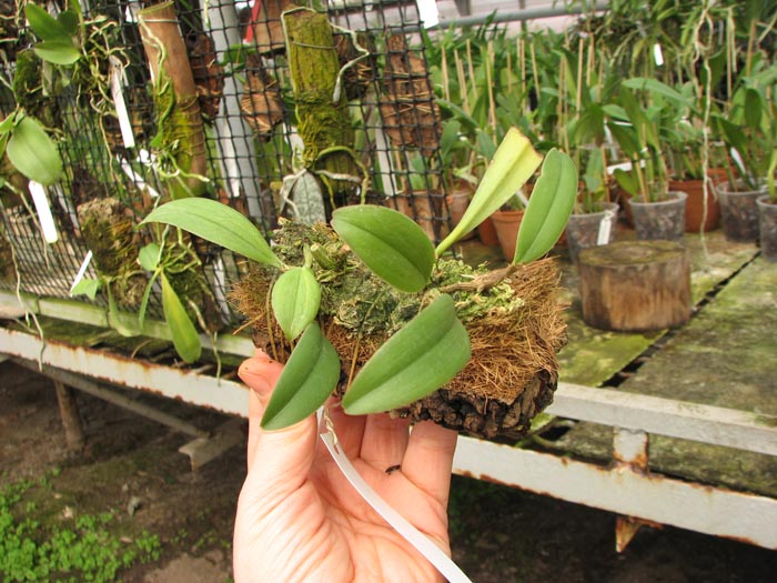 Bulbophyllum gracillimum.jpg