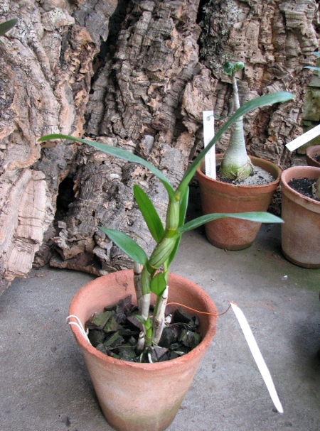 Dendrobium Buddhachart.JPG