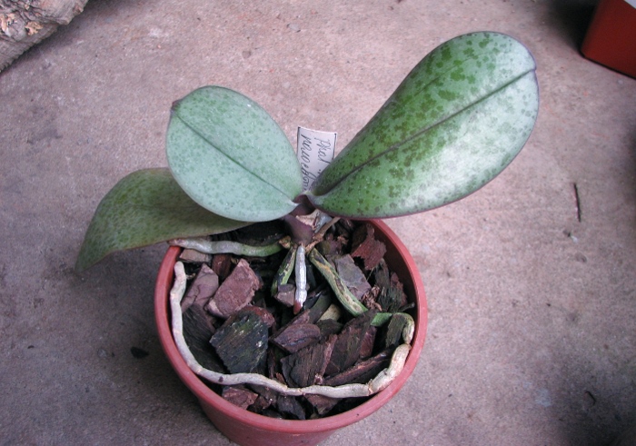 Phalaenopsis hybrid splash.JPG