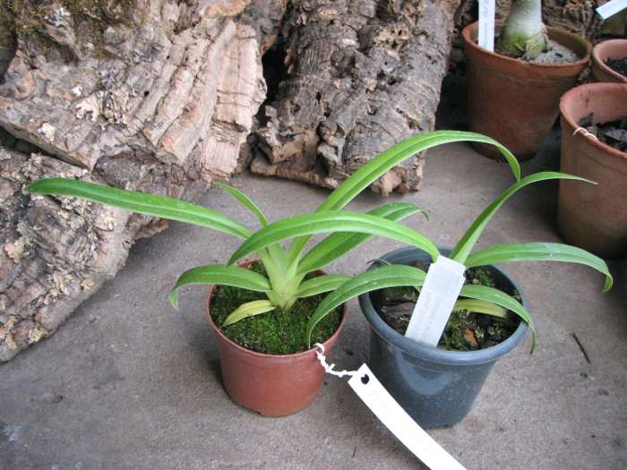 Phragmipedium Memory Dick Clements (besseae x sargentianum).JPG