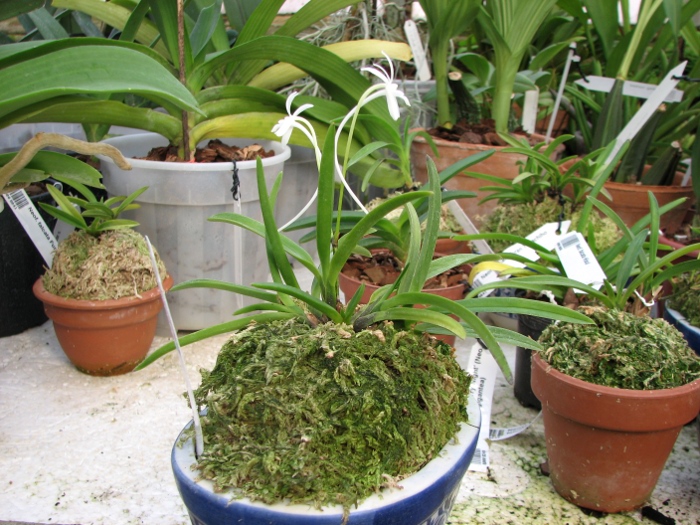 Neofinetia falcata Furan Takachiho.JPG