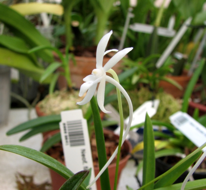 Neofinetia falcata Furan Takachiho.JPG