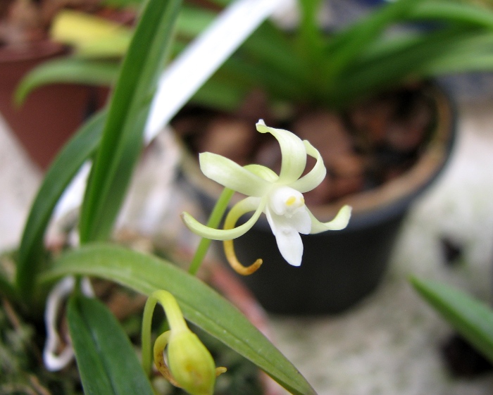 Neofinetia falcata Hisui.JPG