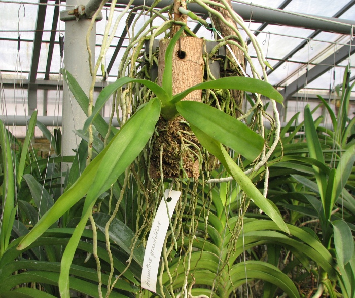 Aeranthes grandiflora.JPG