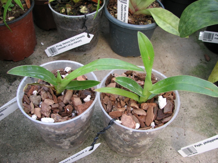 Phragmipedium Andean Tears (wallisii x kovachii).JPG
