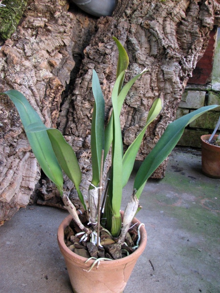 Brassolaeliocattleya Triumphal Coronation 'Seto' (Laeliocattleya Drumbeat x Brassolaeliocattleya Pamela Hetherington).JPG
