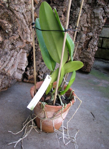 Cattleya labiata coerulea 'Bastiao' x Cattleya labiata coerulea 'Lourival'.JPG