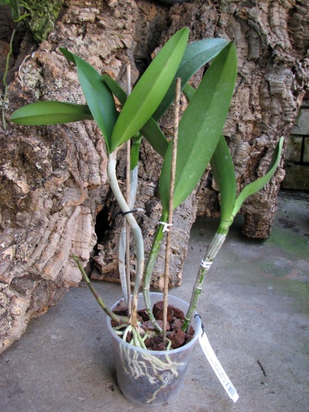 (Brassavola digbyana x Rhyncholaeliocattleya Young Kong) 'ORCHIS'.JPG