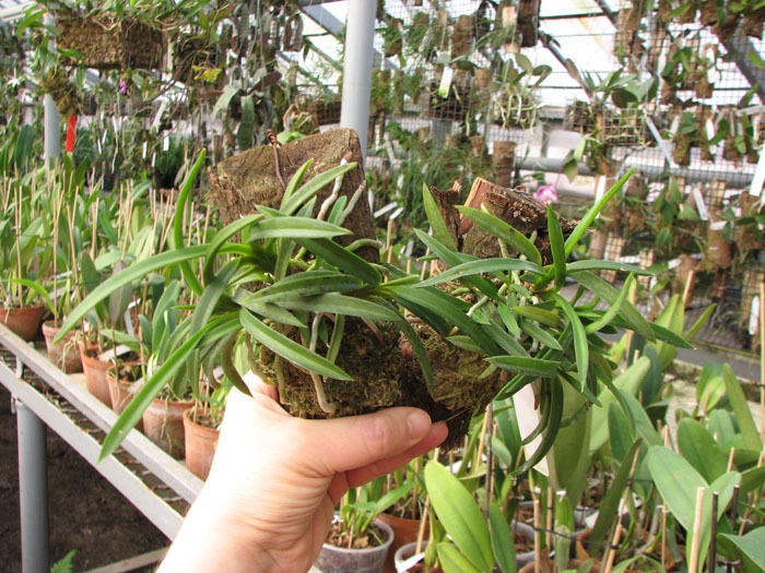 Neofinetia falcata.jpg