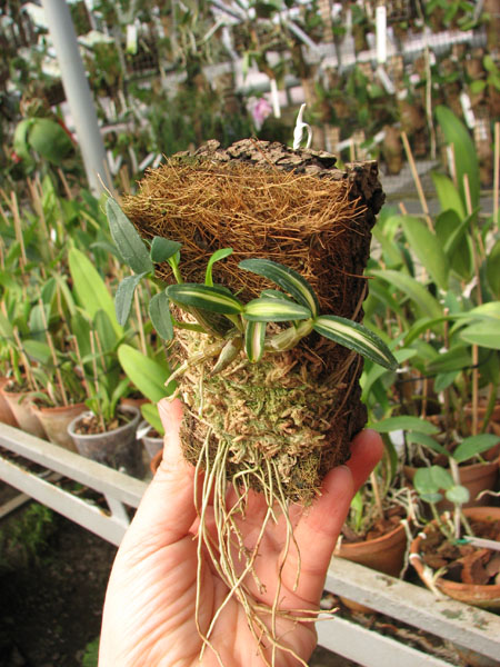 Dendrobium moniliforme Kanayama.jpg